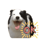 犬と猫 普段使い（個別スタンプ：19）