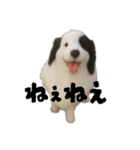 犬と猫 普段使い（個別スタンプ：22）