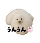 犬と猫 普段使い（個別スタンプ：23）