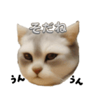 犬と猫 普段使い（個別スタンプ：24）