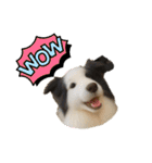 犬と猫 普段使い（個別スタンプ：27）
