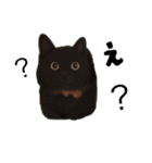犬と猫 普段使い（個別スタンプ：30）