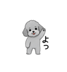 フランクな会話のトイプードル グレー（個別スタンプ：1）