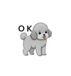 フランクな会話のトイプードル グレー（個別スタンプ：5）