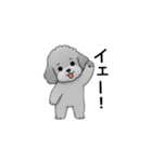 フランクな会話のトイプードル グレー（個別スタンプ：14）