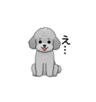 フランクな会話のトイプードル グレー（個別スタンプ：19）