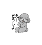 フランクな会話のトイプードル グレー（個別スタンプ：20）