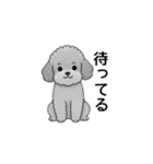 フランクな会話のトイプードル グレー（個別スタンプ：22）