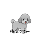 フランクな会話のトイプードル グレー（個別スタンプ：23）