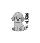 フランクな会話のトイプードル グレー（個別スタンプ：24）