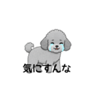 フランクな会話のトイプードル グレー（個別スタンプ：25）