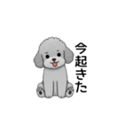 フランクな会話のトイプードル グレー（個別スタンプ：27）