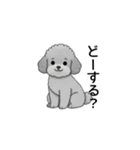 フランクな会話のトイプードル グレー（個別スタンプ：28）