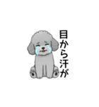 フランクな会話のトイプードル グレー（個別スタンプ：32）