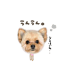 くうくん☆モアちゃんmix（個別スタンプ：17）