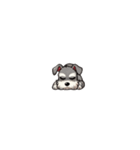 小さめシュナウザー【文字なし】（個別スタンプ：3）