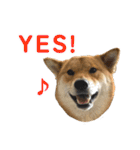 柴犬の姉弟2-サクラと将太郎-（個別スタンプ：1）