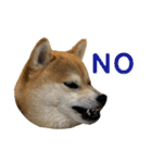 柴犬の姉弟2-サクラと将太郎-（個別スタンプ：2）