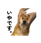 柴犬の姉弟2-サクラと将太郎-（個別スタンプ：3）