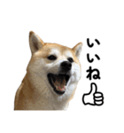 柴犬の姉弟2-サクラと将太郎-（個別スタンプ：4）