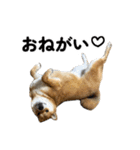柴犬の姉弟2-サクラと将太郎-（個別スタンプ：5）