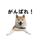柴犬の姉弟2-サクラと将太郎-（個別スタンプ：6）
