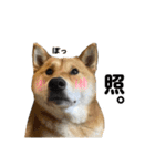 柴犬の姉弟2-サクラと将太郎-（個別スタンプ：7）