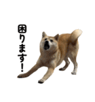 柴犬の姉弟2-サクラと将太郎-（個別スタンプ：8）