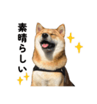 柴犬の姉弟2-サクラと将太郎-（個別スタンプ：9）