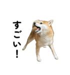 柴犬の姉弟2-サクラと将太郎-（個別スタンプ：10）
