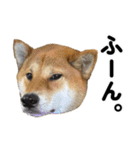 柴犬の姉弟2-サクラと将太郎-（個別スタンプ：11）