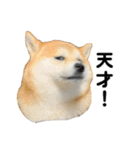 柴犬の姉弟2-サクラと将太郎-（個別スタンプ：12）