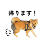 柴犬の姉弟2-サクラと将太郎-（個別スタンプ：13）