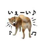 柴犬の姉弟2-サクラと将太郎-（個別スタンプ：14）