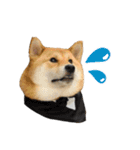 柴犬の姉弟2-サクラと将太郎-（個別スタンプ：15）