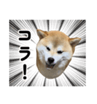 柴犬の姉弟2-サクラと将太郎-（個別スタンプ：16）