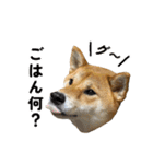 柴犬の姉弟2-サクラと将太郎-（個別スタンプ：17）
