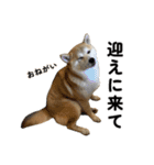 柴犬の姉弟2-サクラと将太郎-（個別スタンプ：18）