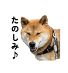 柴犬の姉弟2-サクラと将太郎-（個別スタンプ：19）