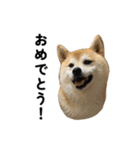 柴犬の姉弟2-サクラと将太郎-（個別スタンプ：20）