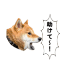 柴犬の姉弟2-サクラと将太郎-（個別スタンプ：21）