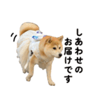 柴犬の姉弟2-サクラと将太郎-（個別スタンプ：22）