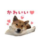 柴犬の姉弟2-サクラと将太郎-（個別スタンプ：23）