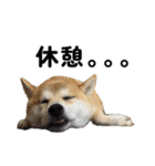柴犬の姉弟2-サクラと将太郎-（個別スタンプ：24）