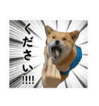 柴犬の姉弟2-サクラと将太郎-（個別スタンプ：25）