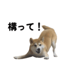 柴犬の姉弟2-サクラと将太郎-（個別スタンプ：26）