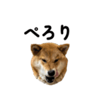 柴犬の姉弟2-サクラと将太郎-（個別スタンプ：27）