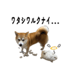 柴犬の姉弟2-サクラと将太郎-（個別スタンプ：28）