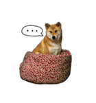 柴犬の姉弟2-サクラと将太郎-（個別スタンプ：29）