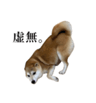 柴犬の姉弟2-サクラと将太郎-（個別スタンプ：30）